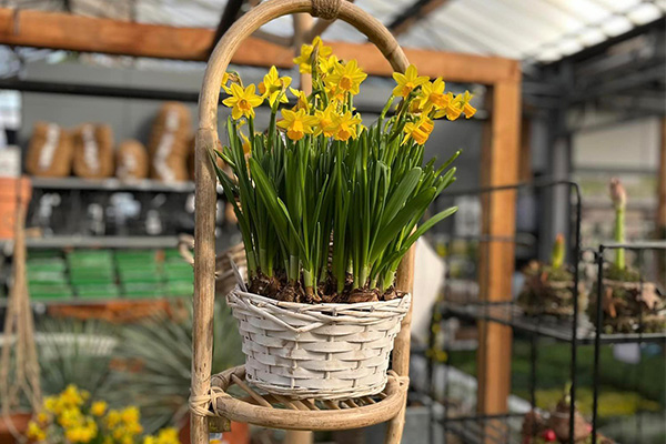 De Carlton bloemen winkel narcissen